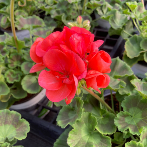 Geranium Zonal Anthony rouge