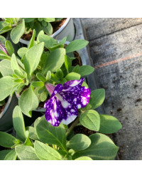 Petunia Night Family Night Sky