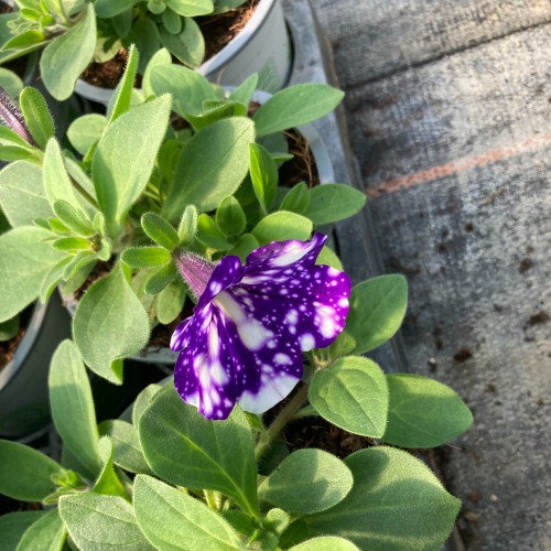 Petunia Night Family Night Sky