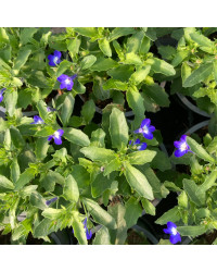 Lobelia Hot Bavaria