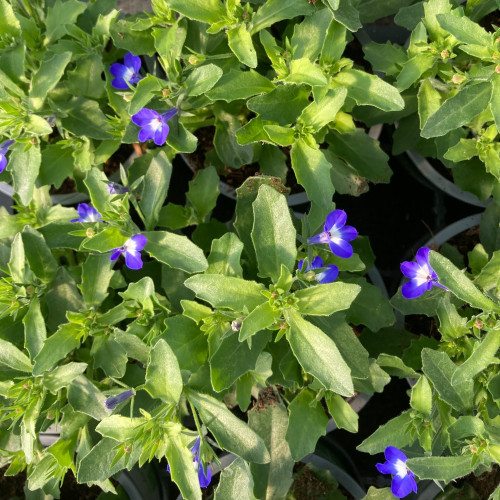 Lobelia Hot Bavaria