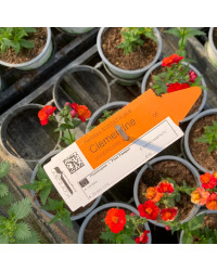 Nemesia Retombant Sunsatia Plus Clementine