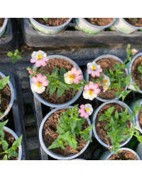 Nemesia Retombant Sunsatia Plus Lychee