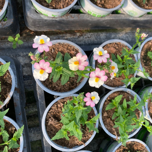 Nemesia Retombant Sunsatia Plus Lychee