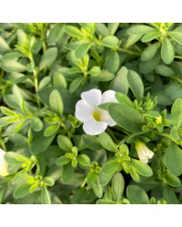 Calibrachoa Callie White