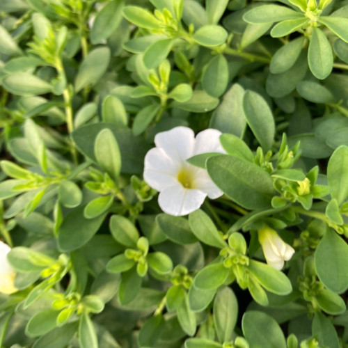 Calibrachoa Callie White