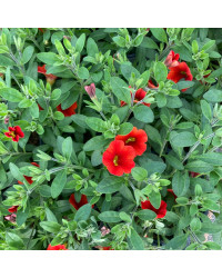 Calibrachoa Callie Orange