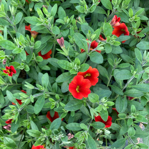 Calibrachoa Callie Orange