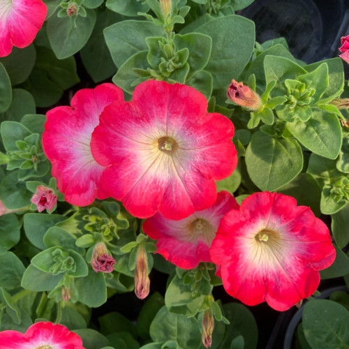 Petunia Surfinia Cascadia Fantasy Hot Pink