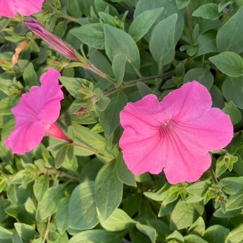 Petunia Surfinia Rose Pink