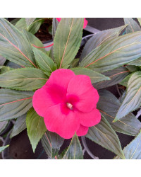Impatiens De Nouvelle Guinee Sonic Deep Purple