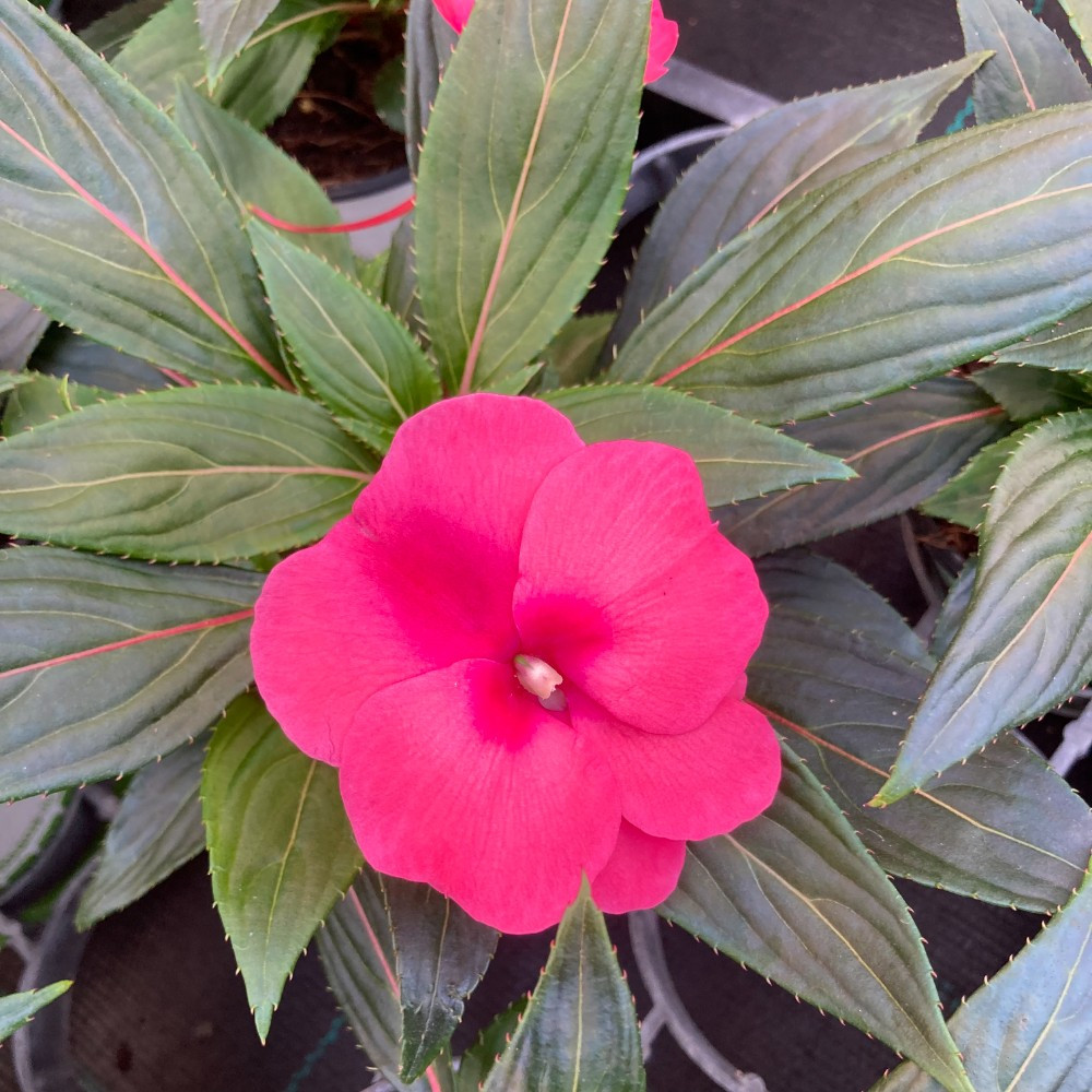 Impatiens De Nouvelle Guinee Sonic Deep Purple