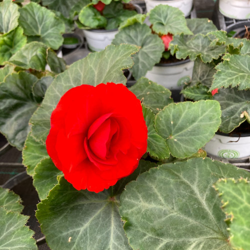 Begonia Tubereux Swing Scarlet