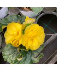 Begonia Tubereux Swing Yellow