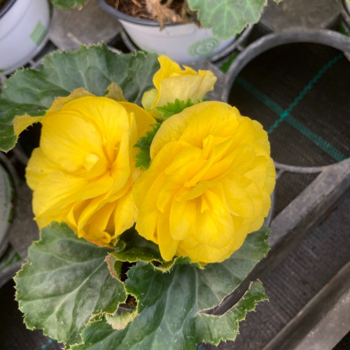 Begonia Tubereux Swing Yellow