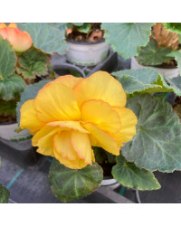 Begonia Tubereux Swing Yellow
