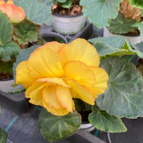 Begonia Tubereux Swing Yellow