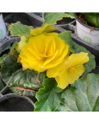 Begonia Tubereux Swing Yellow