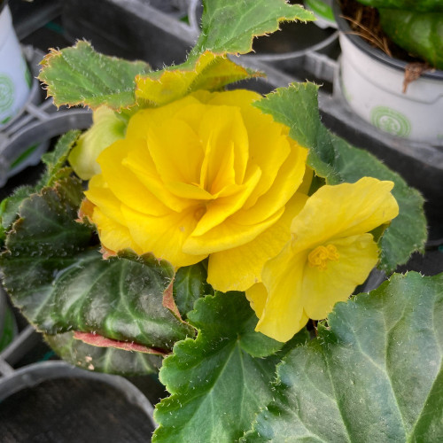 Begonia Tubereux Swing Yellow