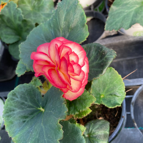 Begonia Tubereux Cameleon Cream Rose