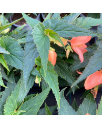 Begonia Summerwings Apricot Improved
