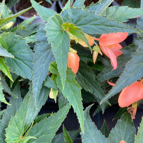 Begonia Summerwings Apricot Improved