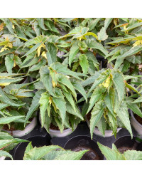 Begonia Summerwings White