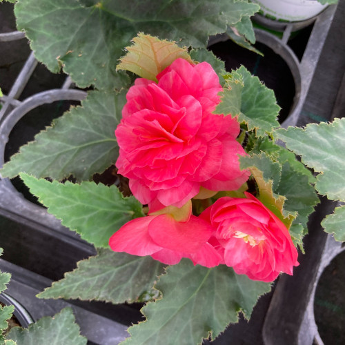 Begonia Tubereux Swing Pink Shades