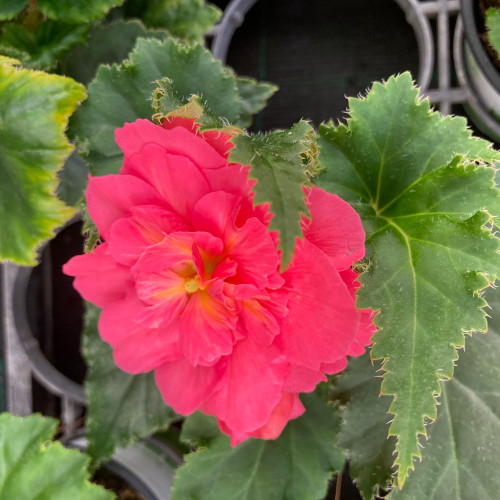 Begonia Tubereux Swing Pink Shades