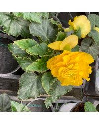 Begonia Tubereux Swing Yellow