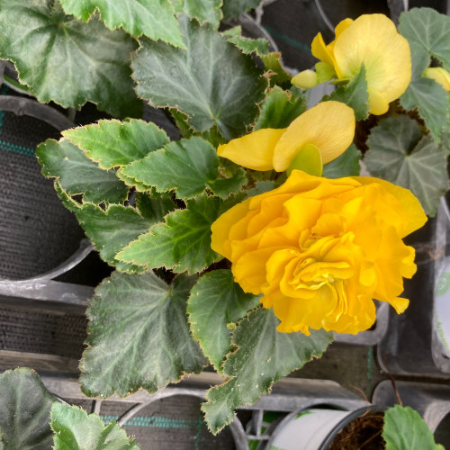 Begonia Tubereux Swing Yellow