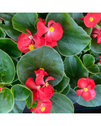 Begonia Massif Ambassador Scarlet