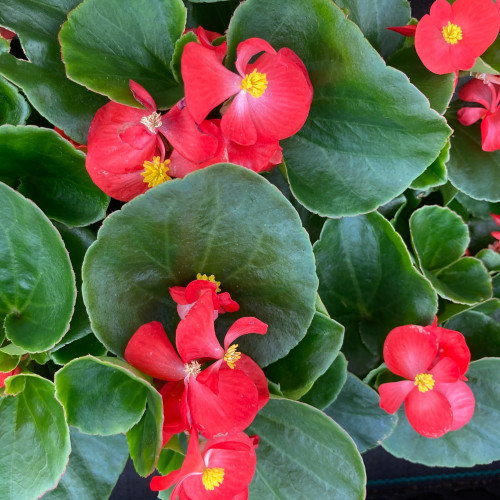 Begonia Massif Ambassador Scarlet