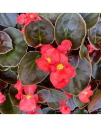 Begonia Semperflorens Mascotte Scarlet Improved