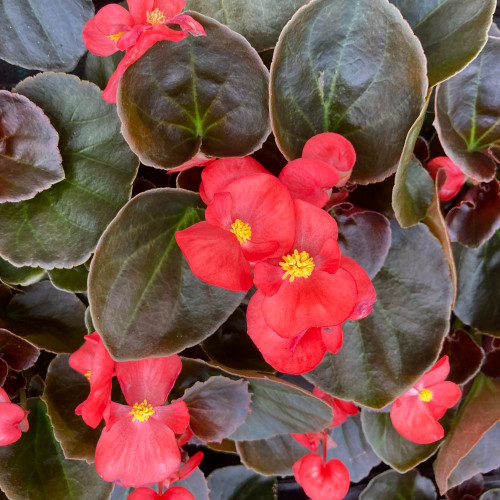 Begonia Semperflorens Mascotte Scarlet Improved