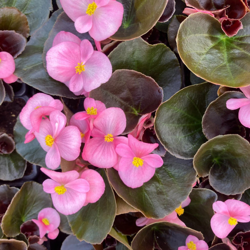 Begonia Massif Ambassador Rose