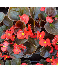Begonia Semperflorens Mascotte Scarlet Improved