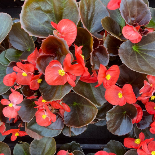 Begonia Semperflorens Mascotte Scarlet Improved