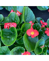 Begonia Massif Ambassador Scarlet
