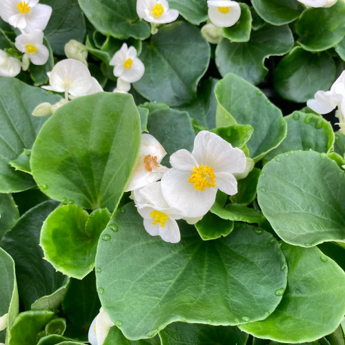 Begonia Semperflorens Mascotte White