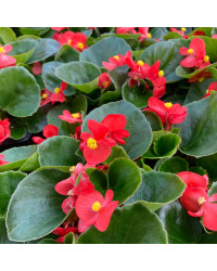 Begonia Massif Ambassador Scarlet