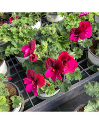 Pelargonium Pac Candy Flower Bright Red