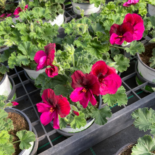 Pelargonium Pac Candy Flower Bright Red