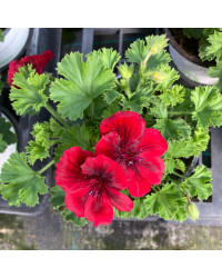 Pelargonium Pac Candy Flower Bright Red