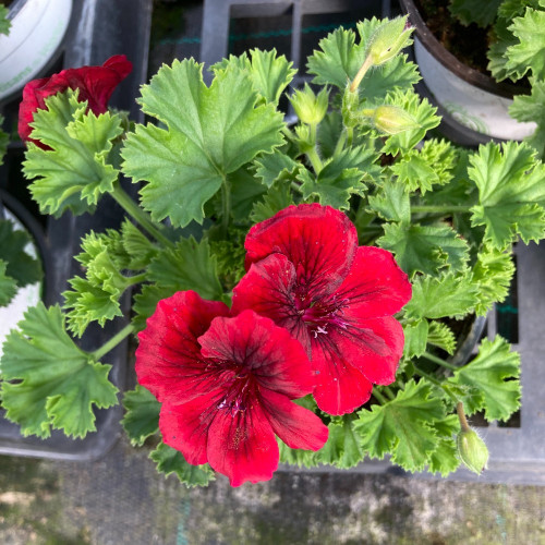 Pelargonium Pac Candy Flower Bright Red