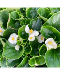 Begonia Megawatt Big White