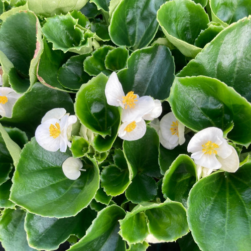 Begonia Megawatt Big White