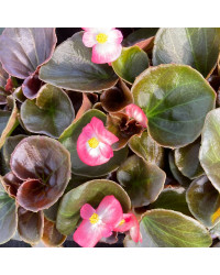 Begonia Big Rose clair Megawatt pink bronze leaf