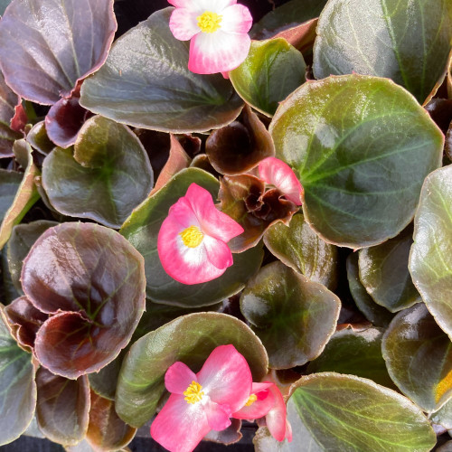 Begonia Big Rose clair Megawatt pink bronze leaf