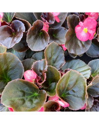 Begonia Big Rose clair Megawatt pink bronze leaf